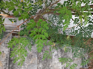la passerelle cuisine mauricienne Arbre de moringa